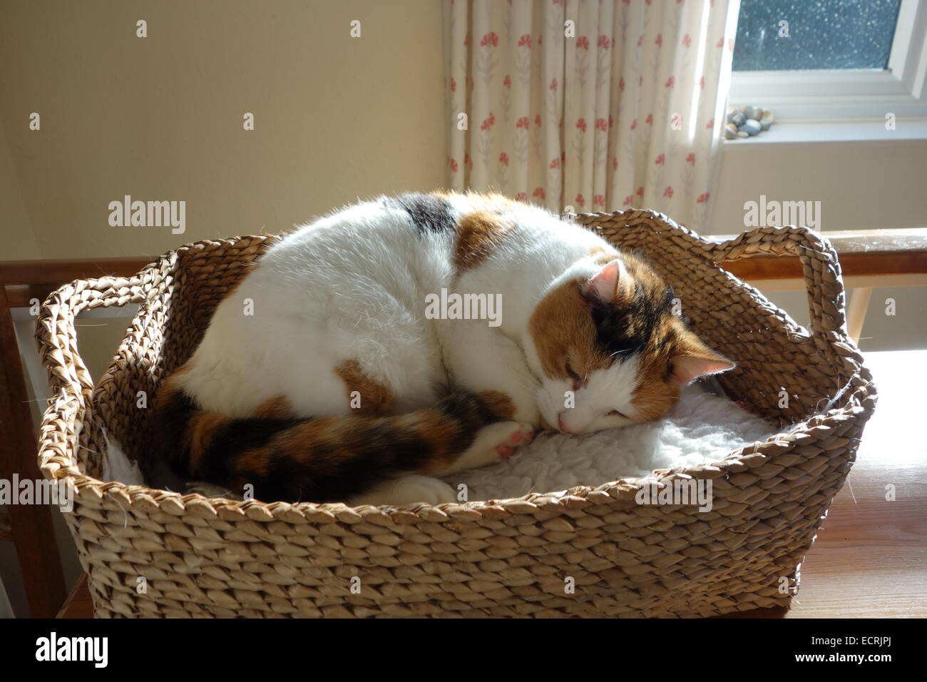 Contented cat Poppy in basket, feigning sleep Stock Photo