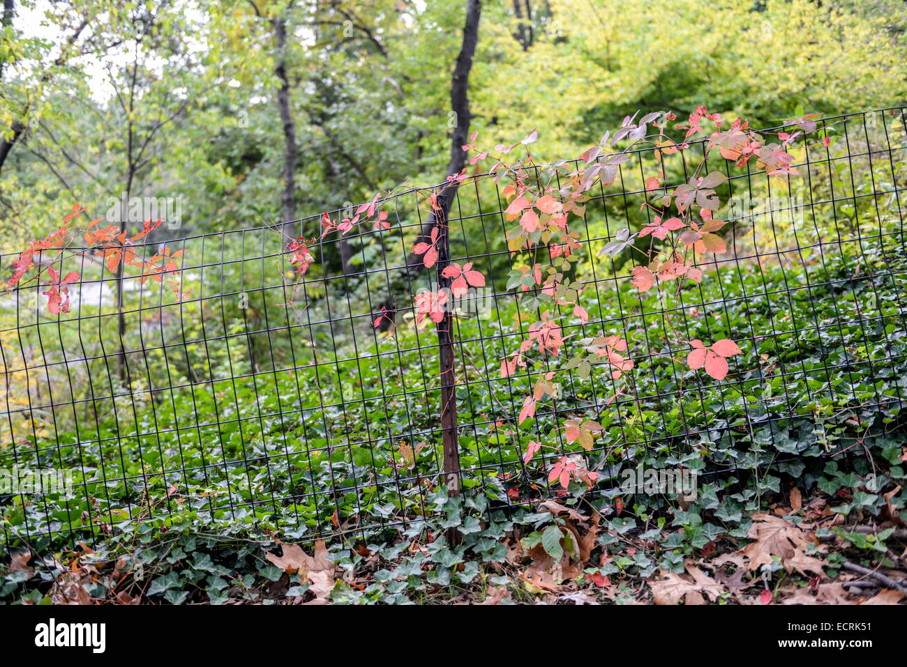 Several plants, flowers and trees on recreational areas at Central Park, Manhattan, New York