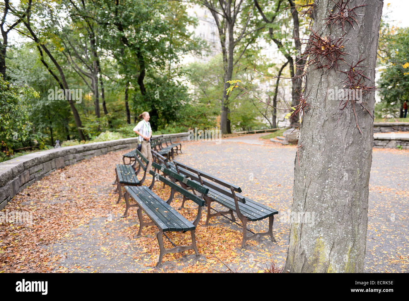 Several benches on a resting area in the upper side of Central Park