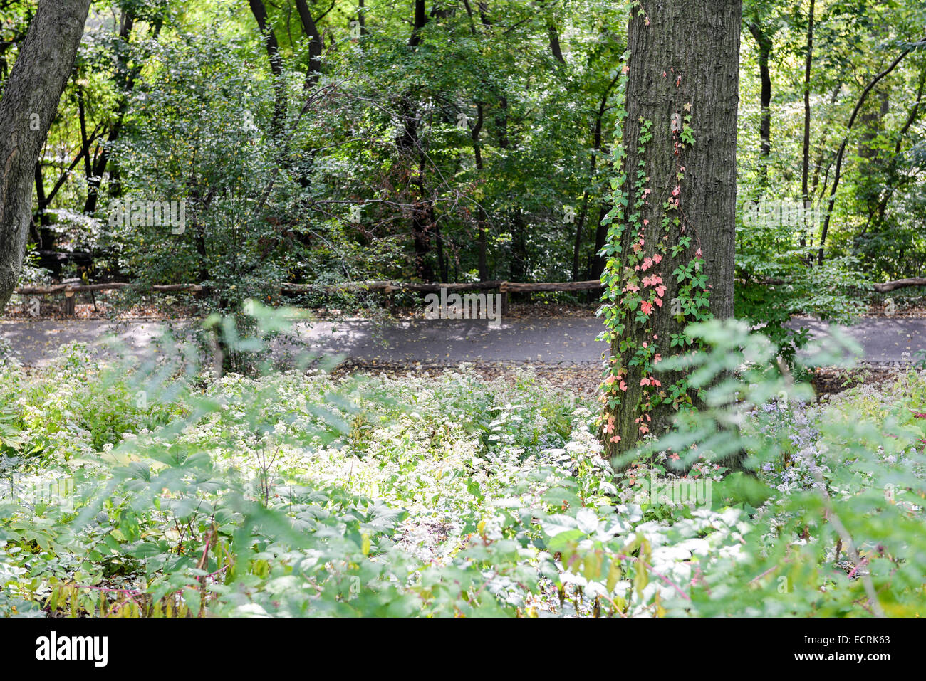 Several plants, flowers and trees on recreational areas at Central Park, Manhattan, New York