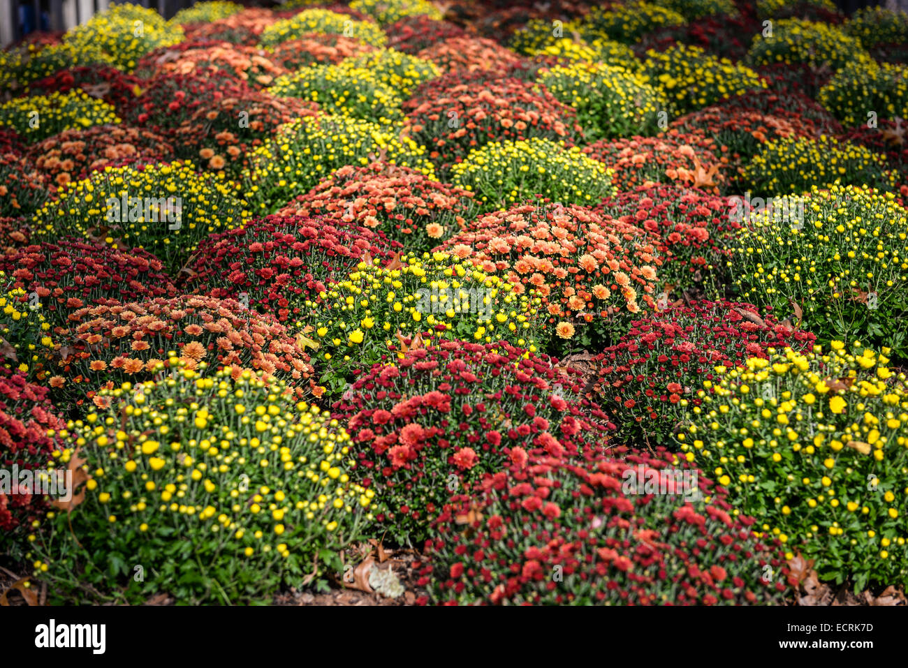 Colorful flowers in a corner at Central Park, Manhattan, New York City, New York, USA. Stock Photo