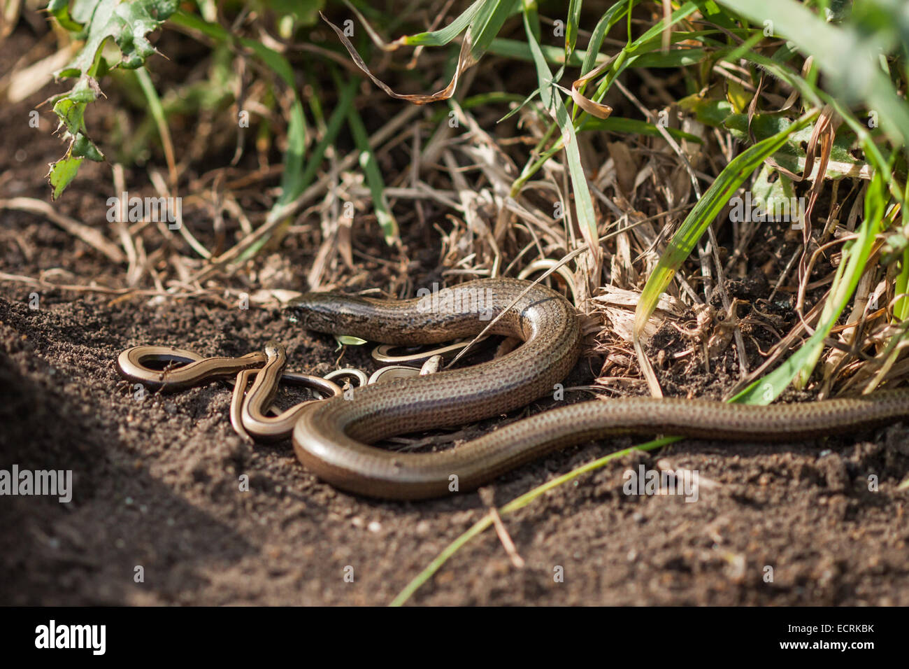 An adult Slow Worm with young. Stock Photo