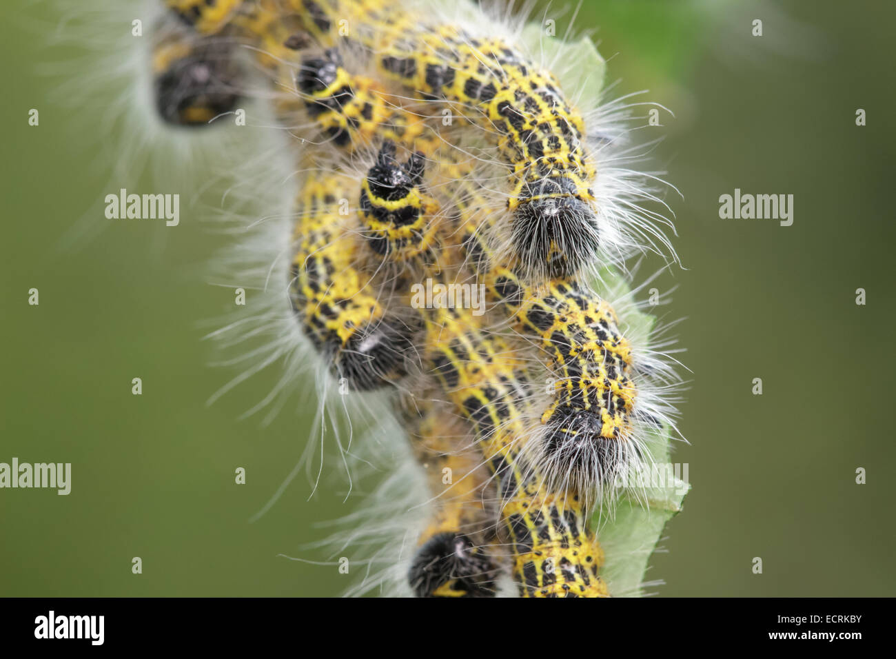 Buff-tip Moth caterpillars feeding on leaves. Stock Photo