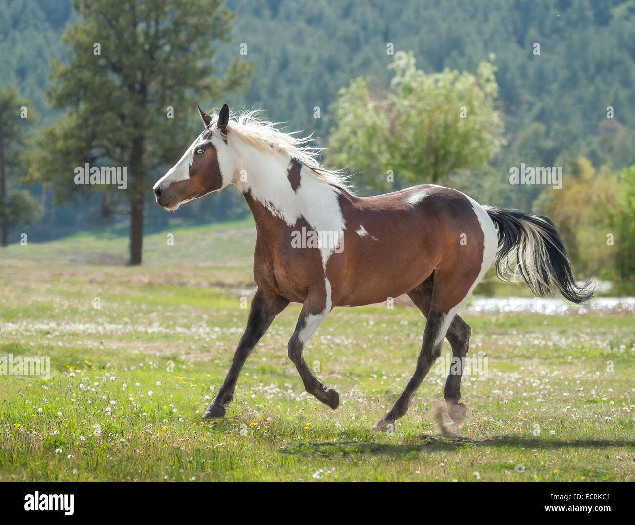 Quarter Horse appendix Paint gelding Stock Photo 76737473 Alamy