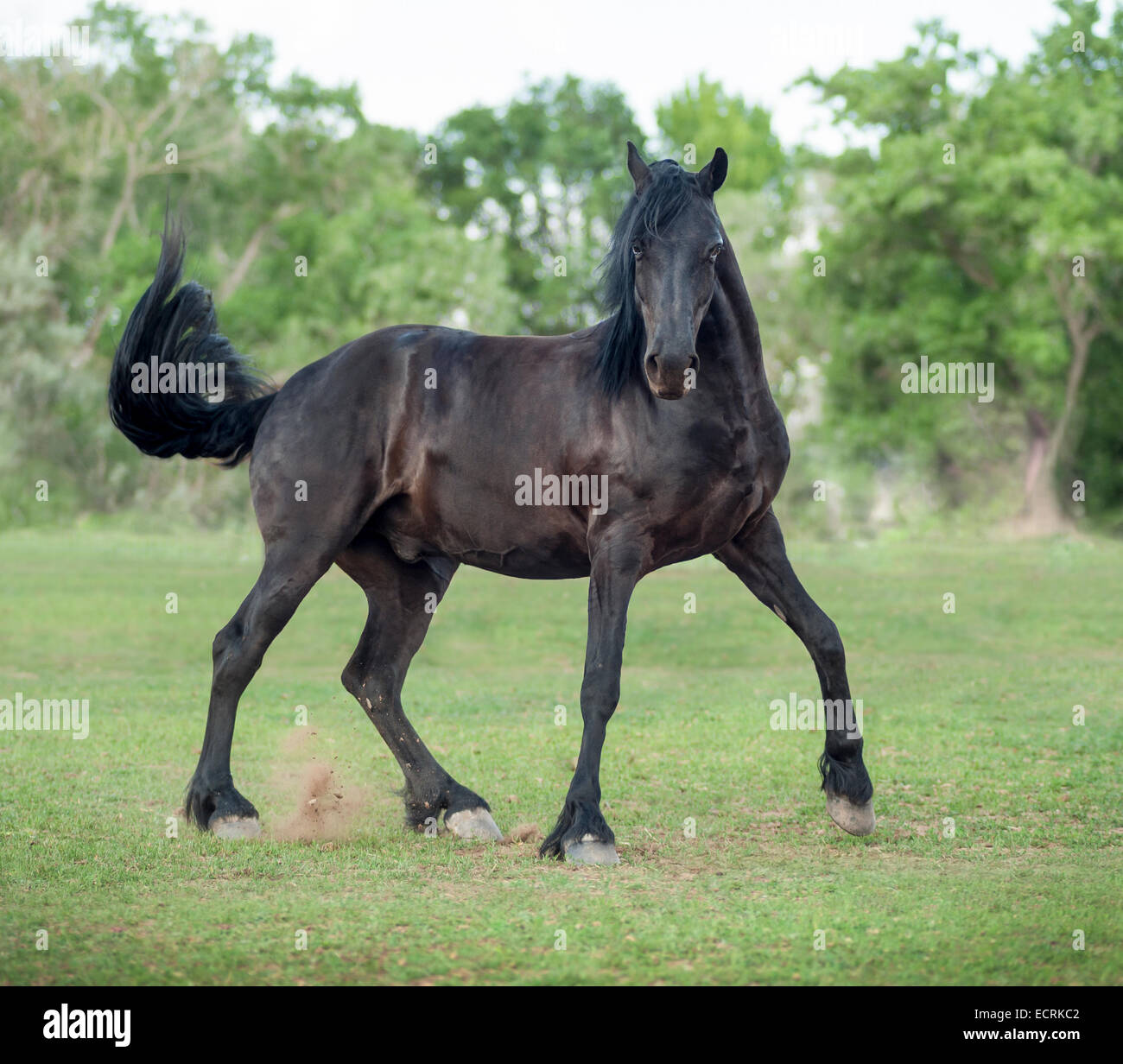 Friesian-Arabian cross stallion Stock Photo