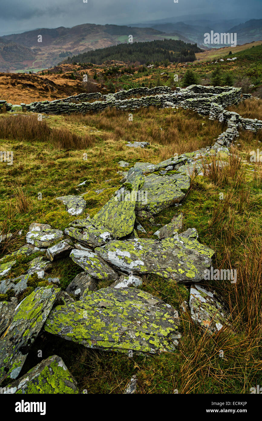 Ancient woods welsh hires stock photography and images Alamy