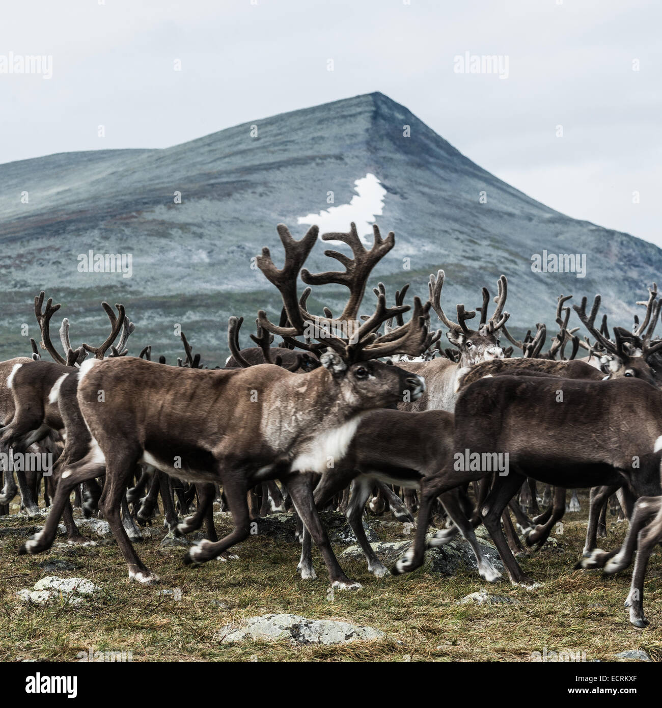 Herd of Reindeer on a mountain Stock Photo