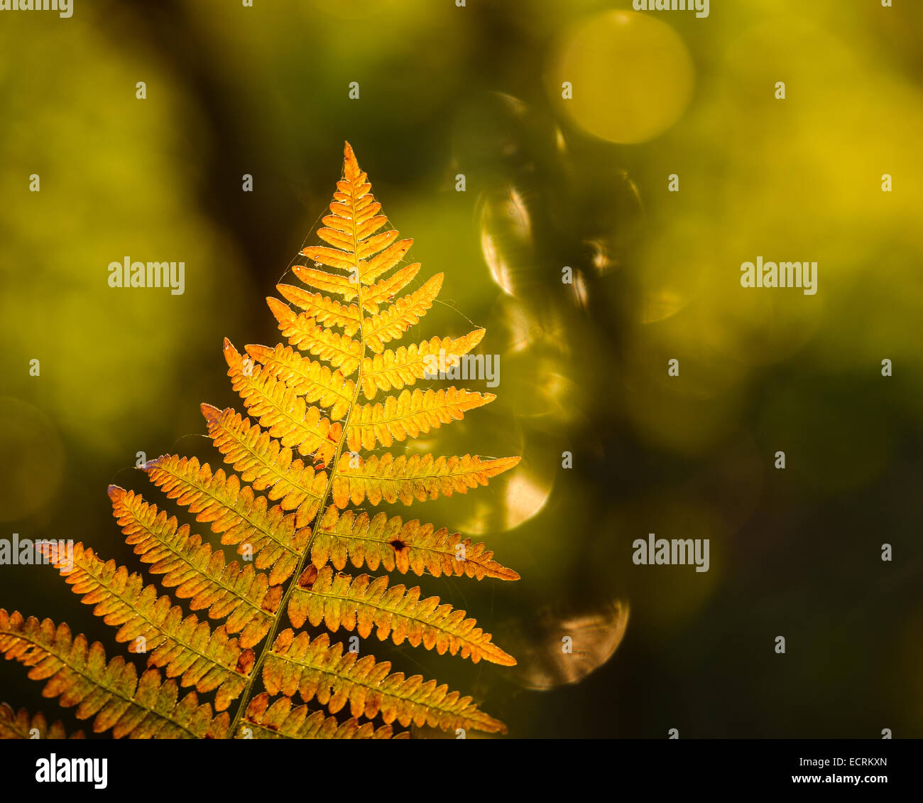 Close up of a light green fern leaf Stock Photo