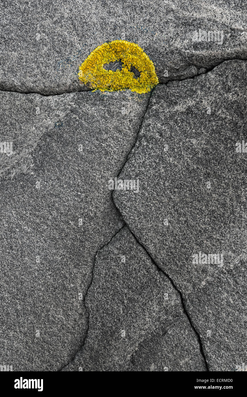 Natural human symbol with yellow moss as head. Stock Photo