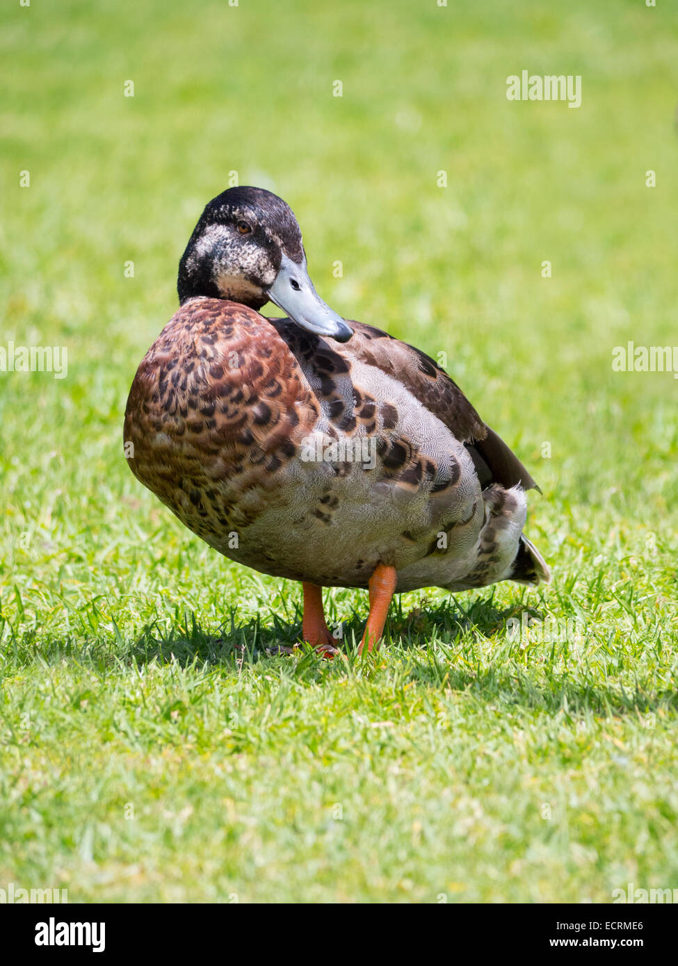 Duck on land Stock Photo