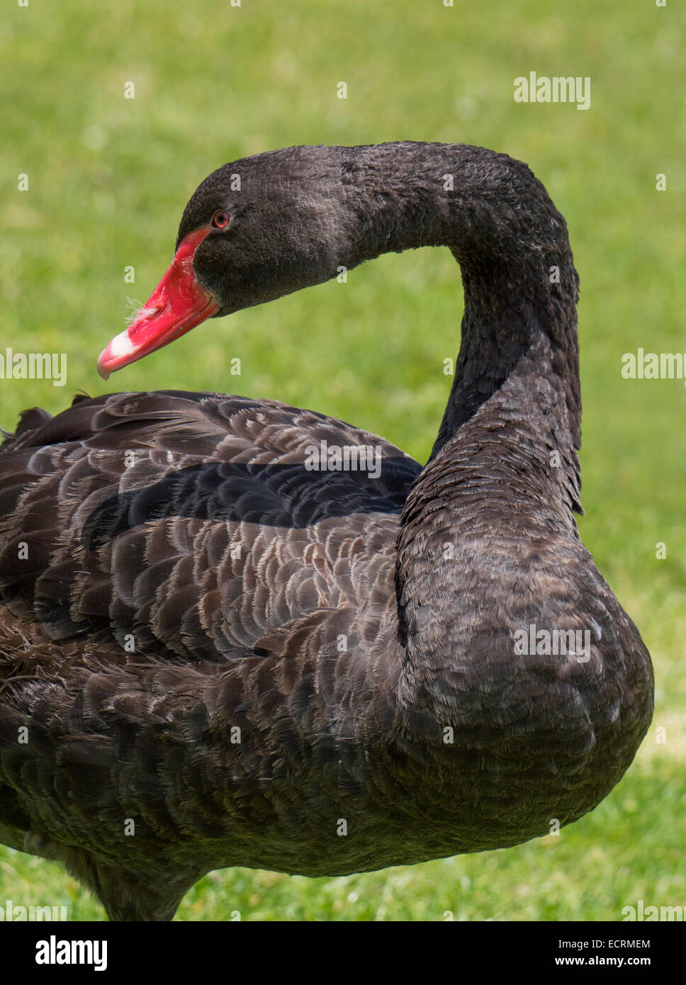 Swan on land hires stock photography and images Alamy
