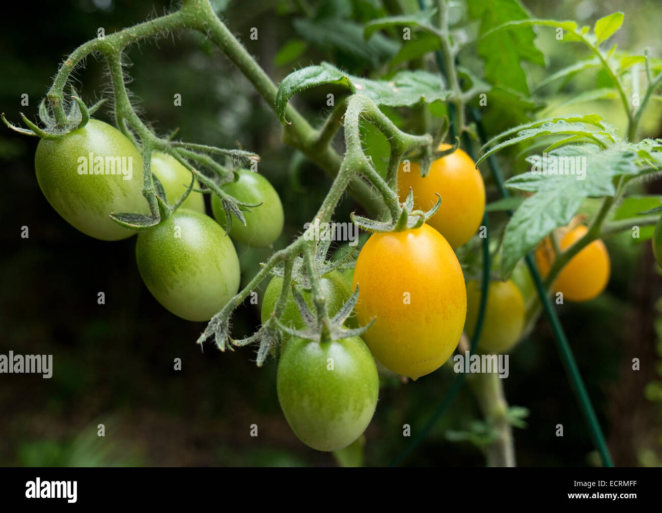Plum tomatoes growing on tomato plant Stock Photo Alamy