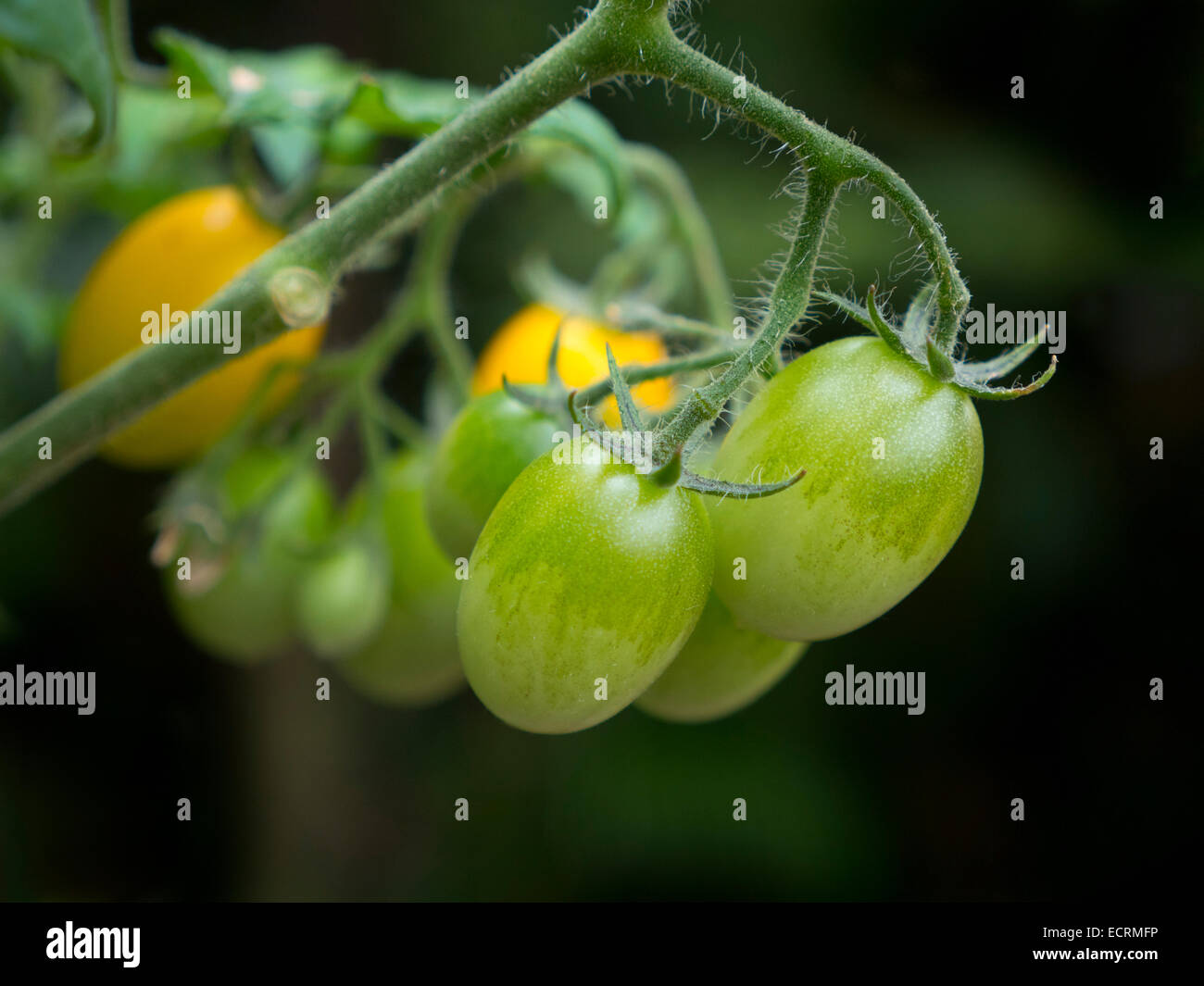 Plum tomatoes growing hires stock photography and images Alamy