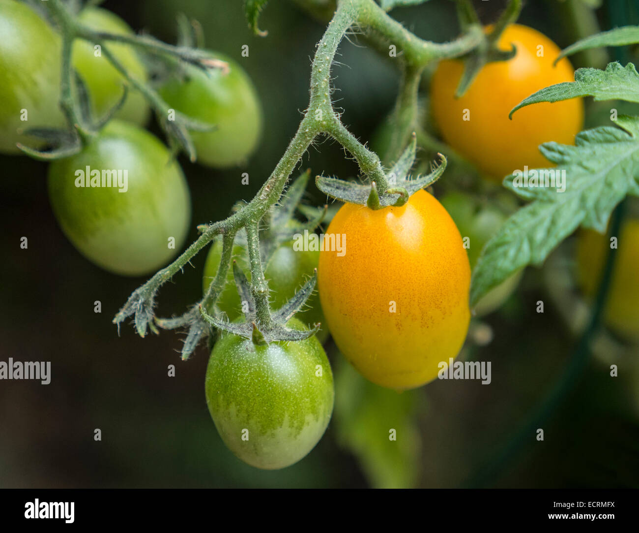Plum tomatoes growing on tomato plant Stock Photo Alamy