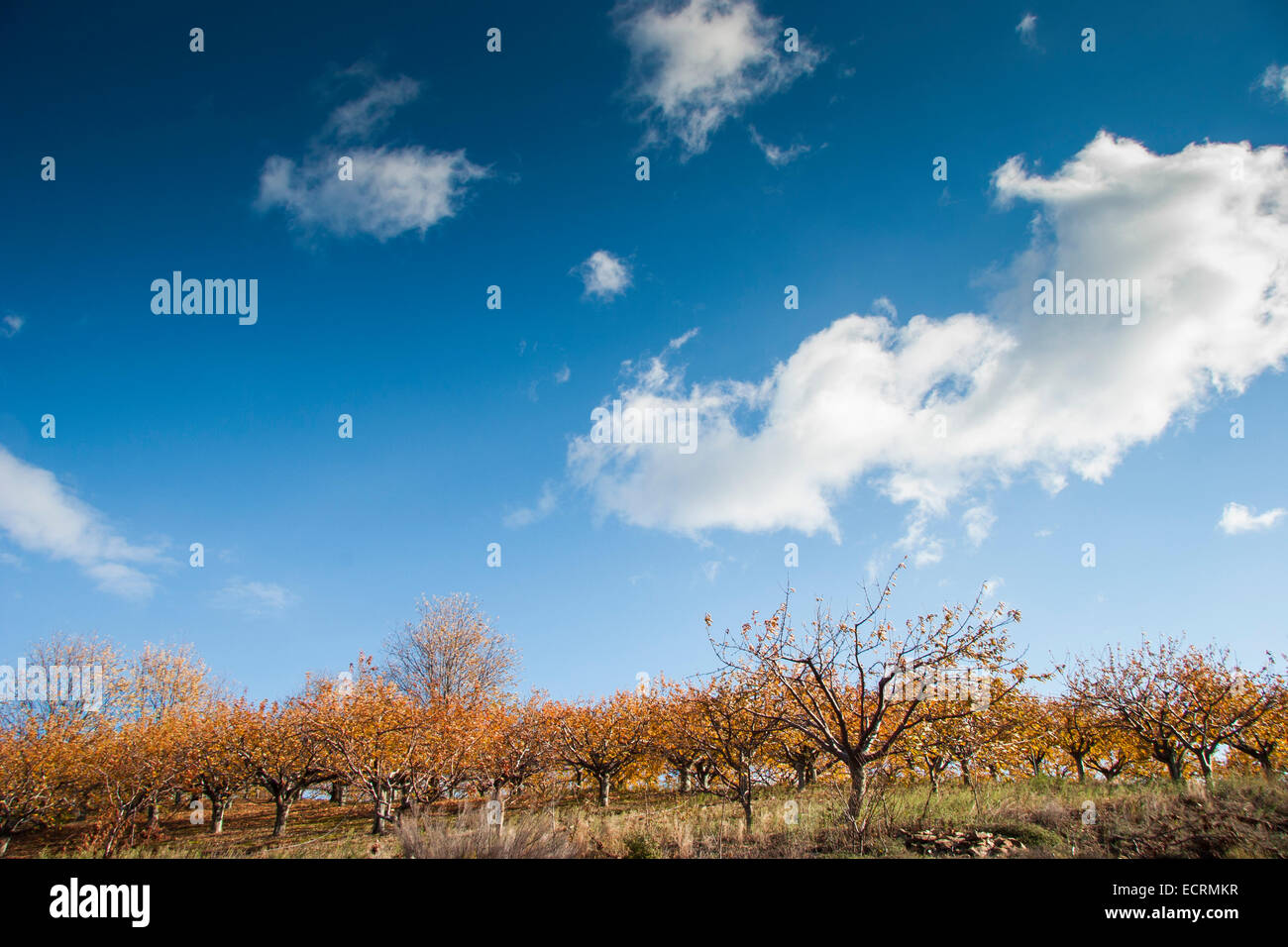 Apple trees cultivation near Doliana village. Arcadia, Peloponnese, Greece Stock Photo