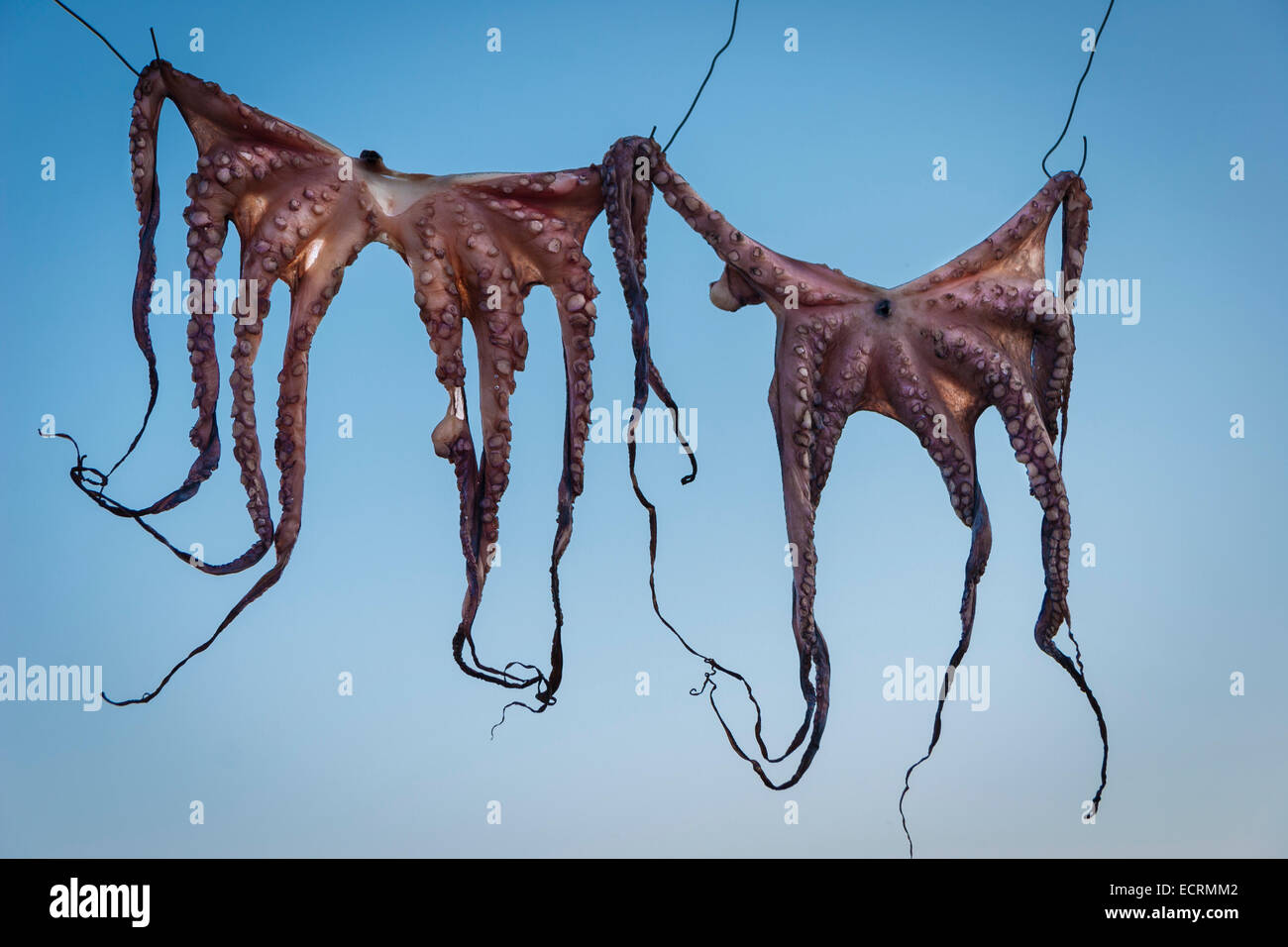 Drying octopus. Argolis, Peloponnese, Greece Stock Photo