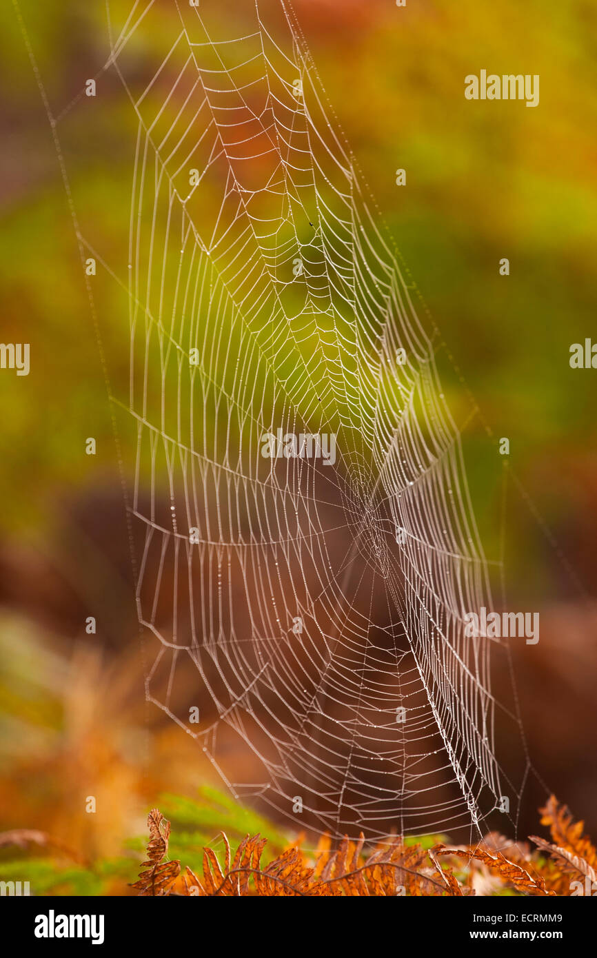 Spider web. Peloponnese, Greece Stock Photo
