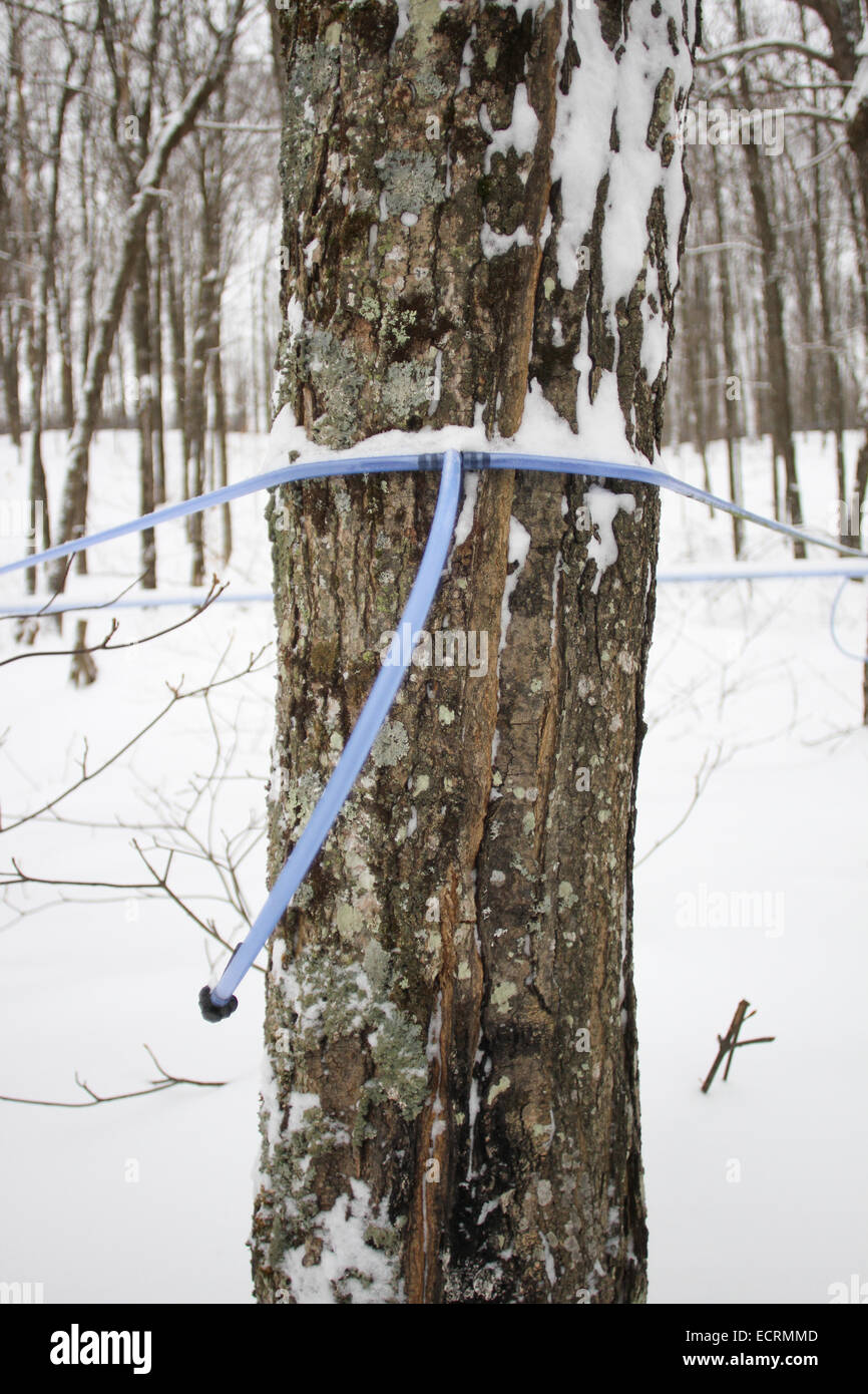 Maple syrup collection system hires stock photography and images Alamy