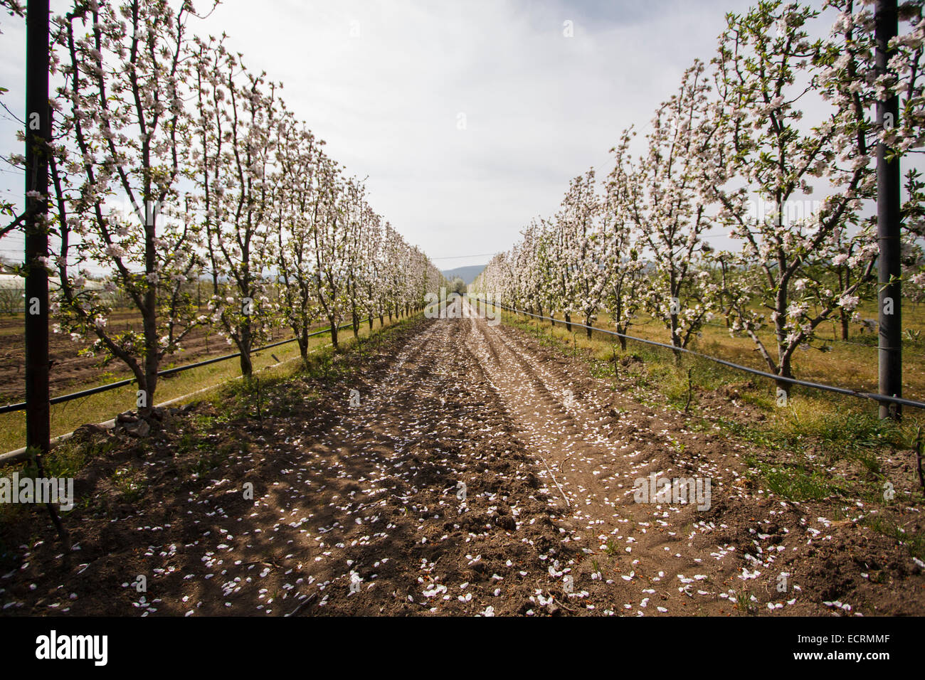 Apple trees at Tegea during spring. Arcadia, Peloponnese, Greece Stock Photo