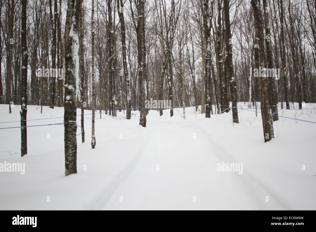 Maple Syrup farm in Quebec Stock Photo Alamy