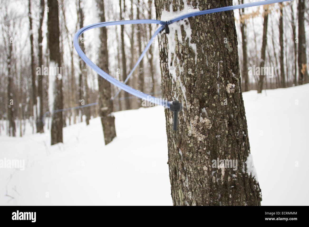 Secrets at Maple Syrup Farm by Rebecca Raisin Secrets at Maple Syrup Farm by Rebecca Raisin