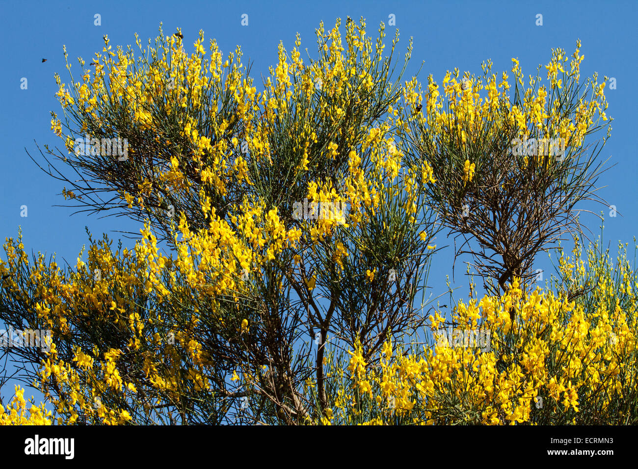 Sedge, Spartium junceum, in spring at Valtesiniko village. Arcadia, Peloponnese, Greece Stock Photo