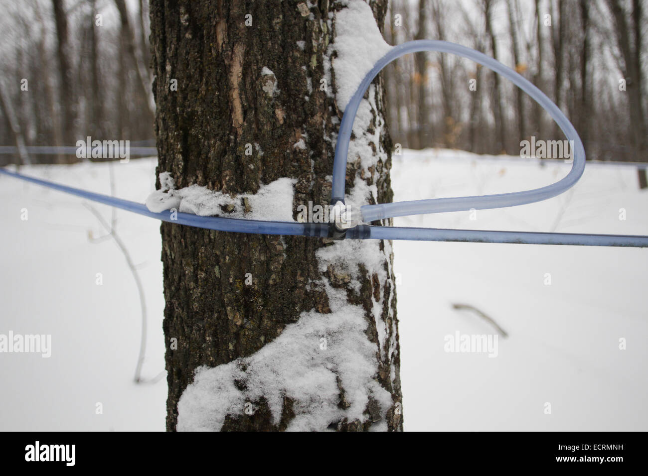 Maple Syrup farm in Quebec Stock Photo Alamy