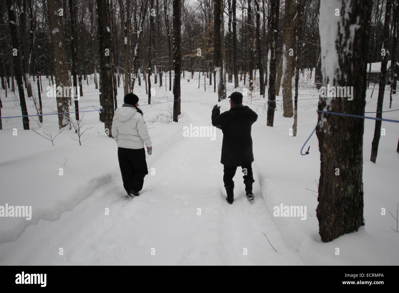 Walking on a maple syrup farm hires stock photography and images Alamy