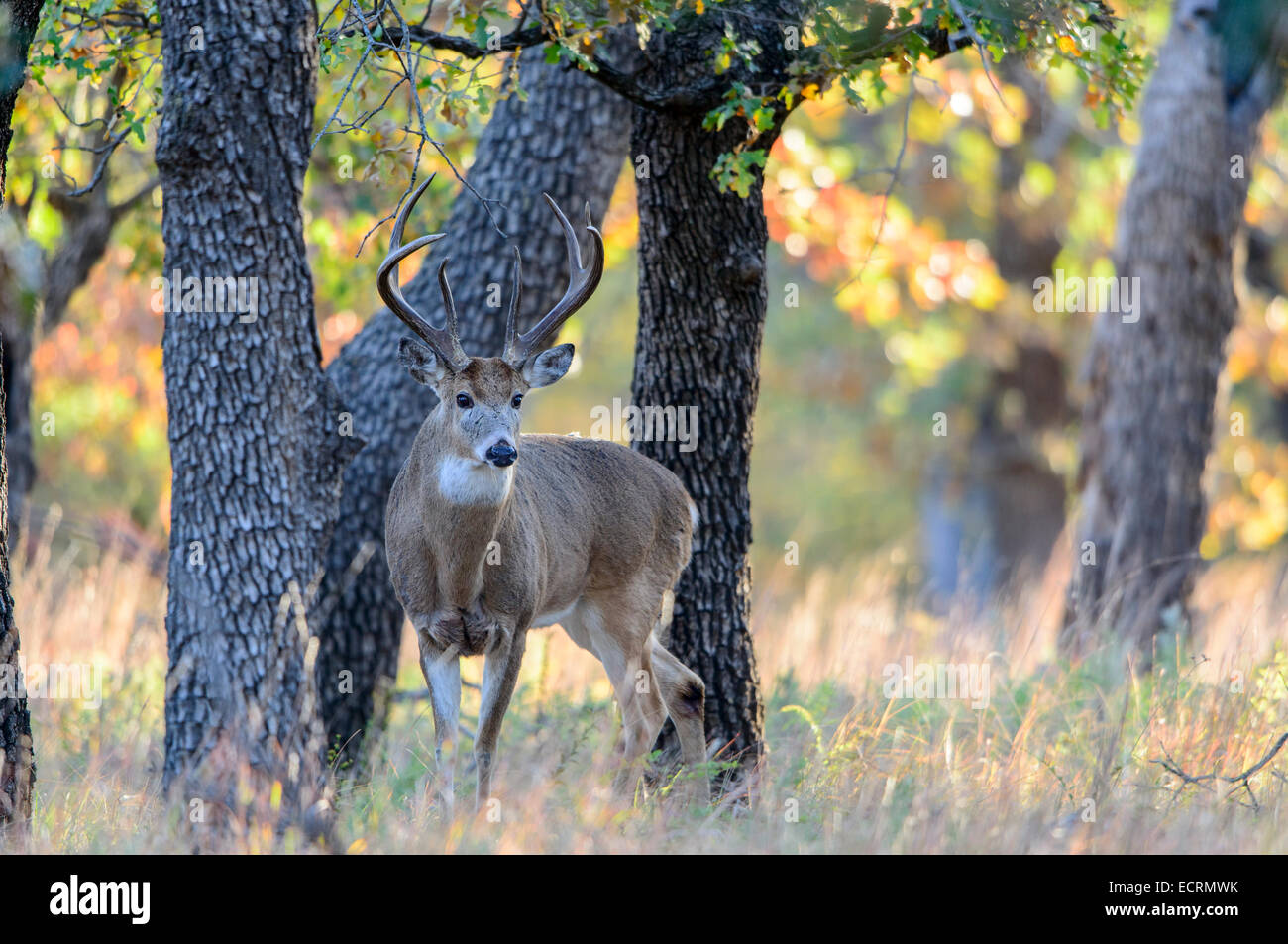 White-tailed Buck (Odocoileus virginianus) in an oak forest, Southern Great Plains, USA Stock Photo