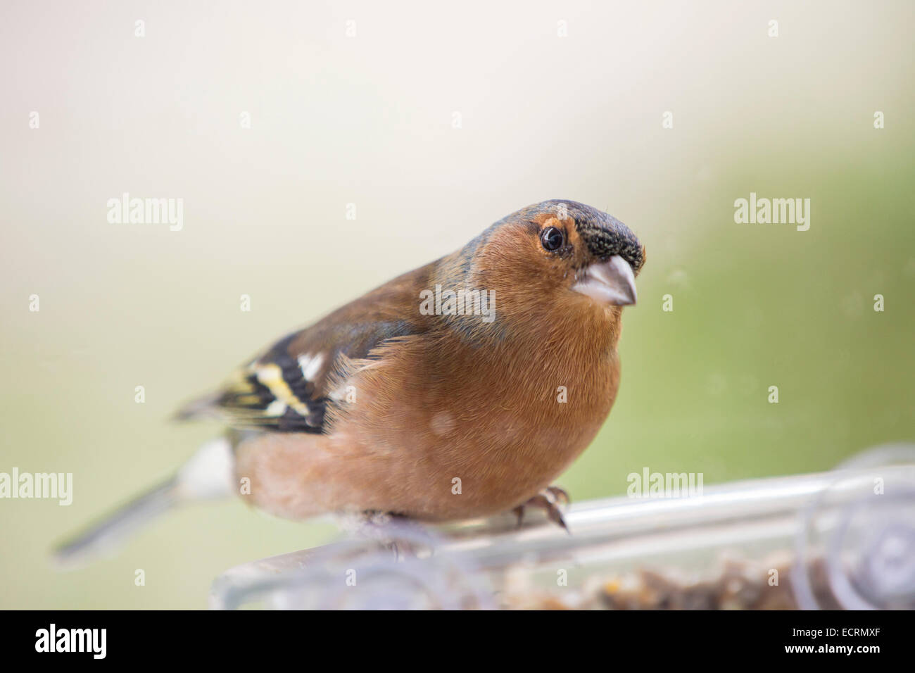 A Male Chaffinch Feeding On Seed At A Window Bird Feeder Uk Stock