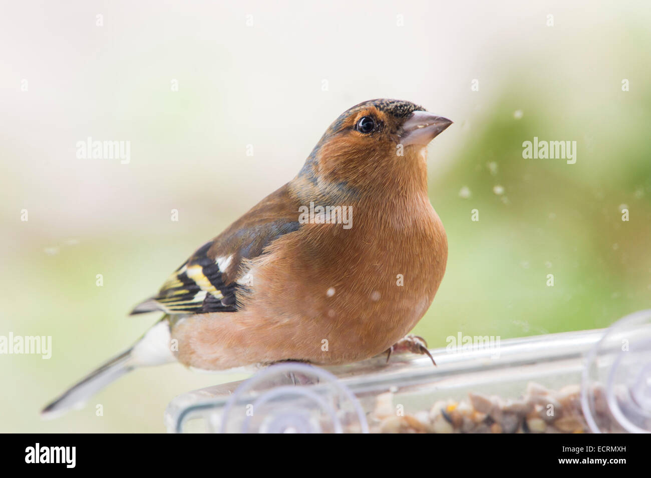 A Male Chaffinch Feeding On Seed At A Window Bird Feeder Uk Stock