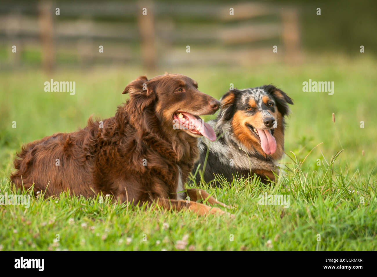Two Austrailian Shepherd dogs lying in grass Stock Photo