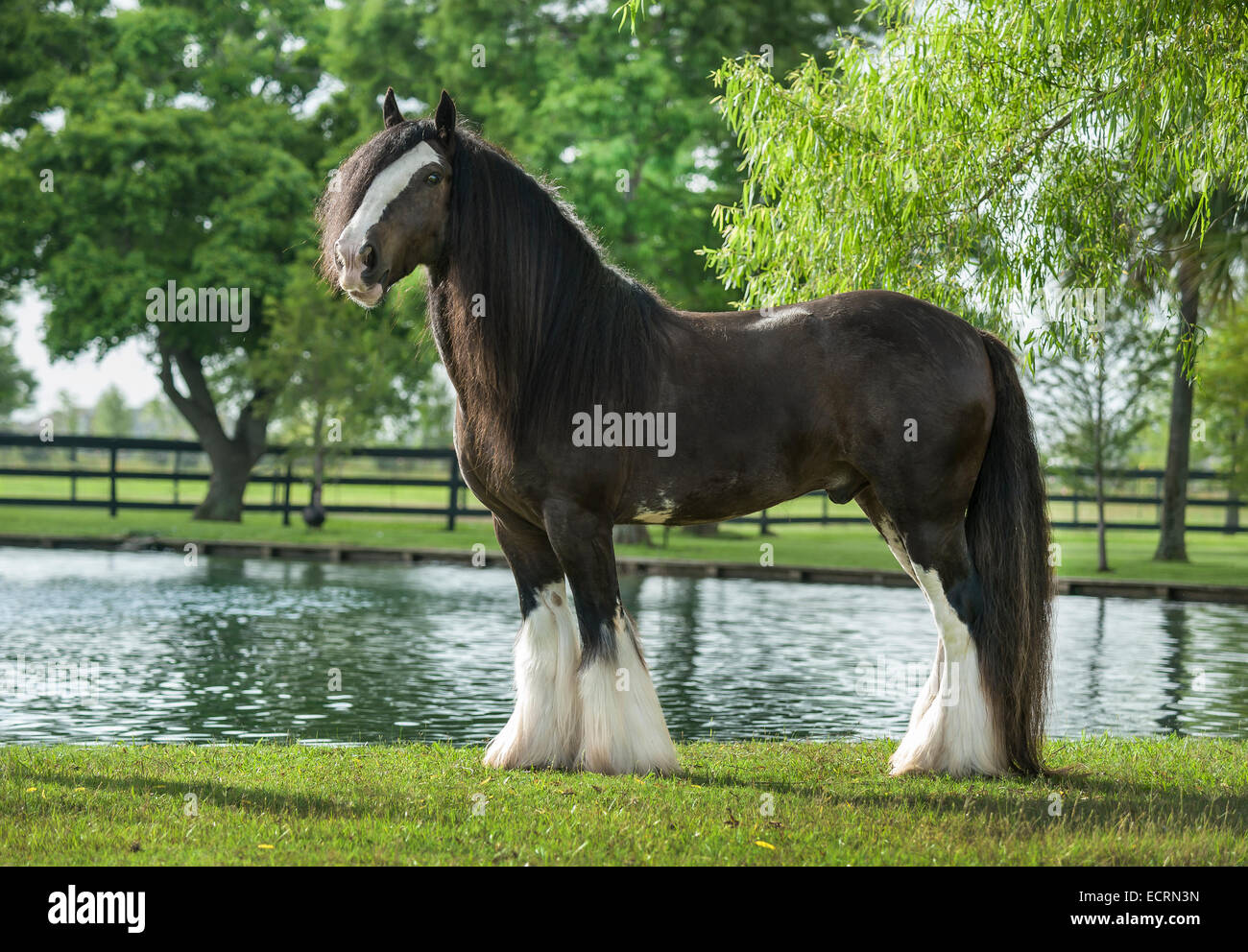 Gypsy Vanner Horse gelding standing before pond Stock Photo