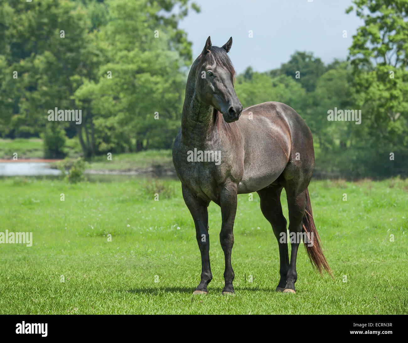 Blue roan Quarter Horse stallion Stock Photo