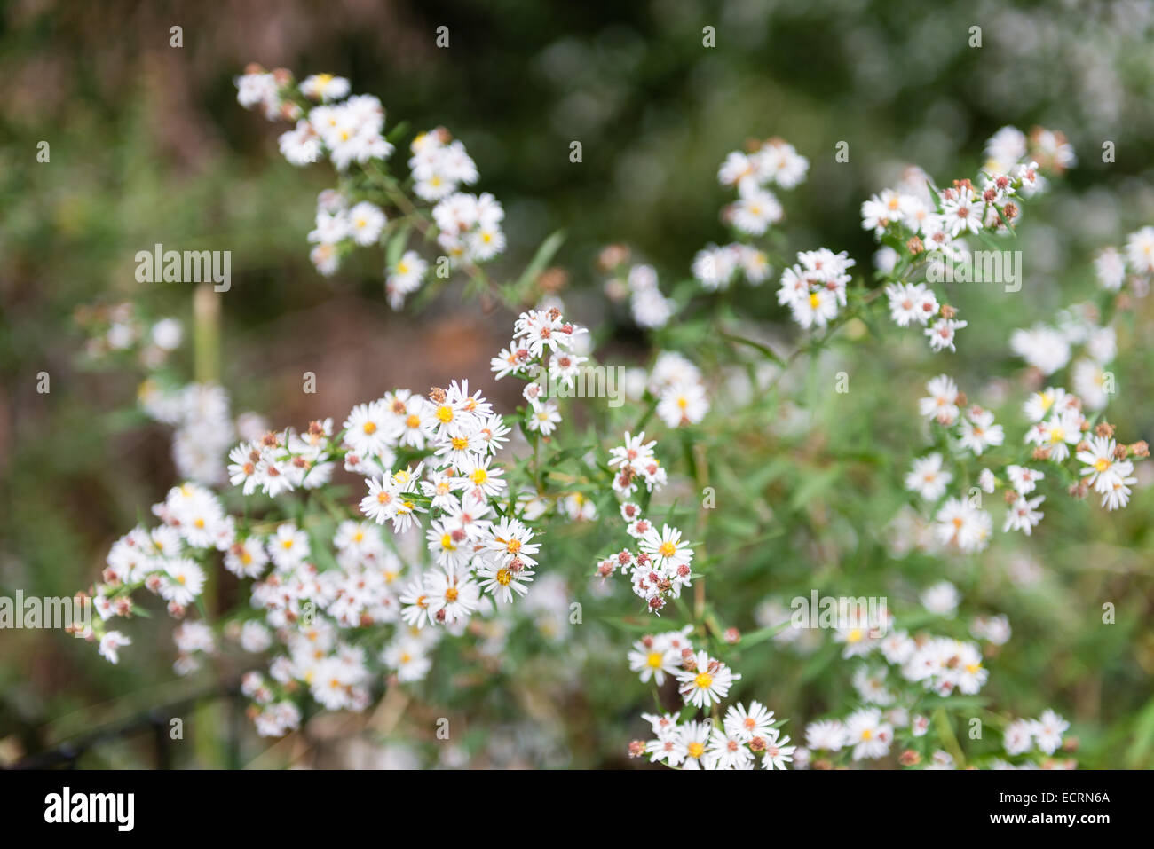 Colorful flowers in a corner at Central Park, Manhattan, New York City