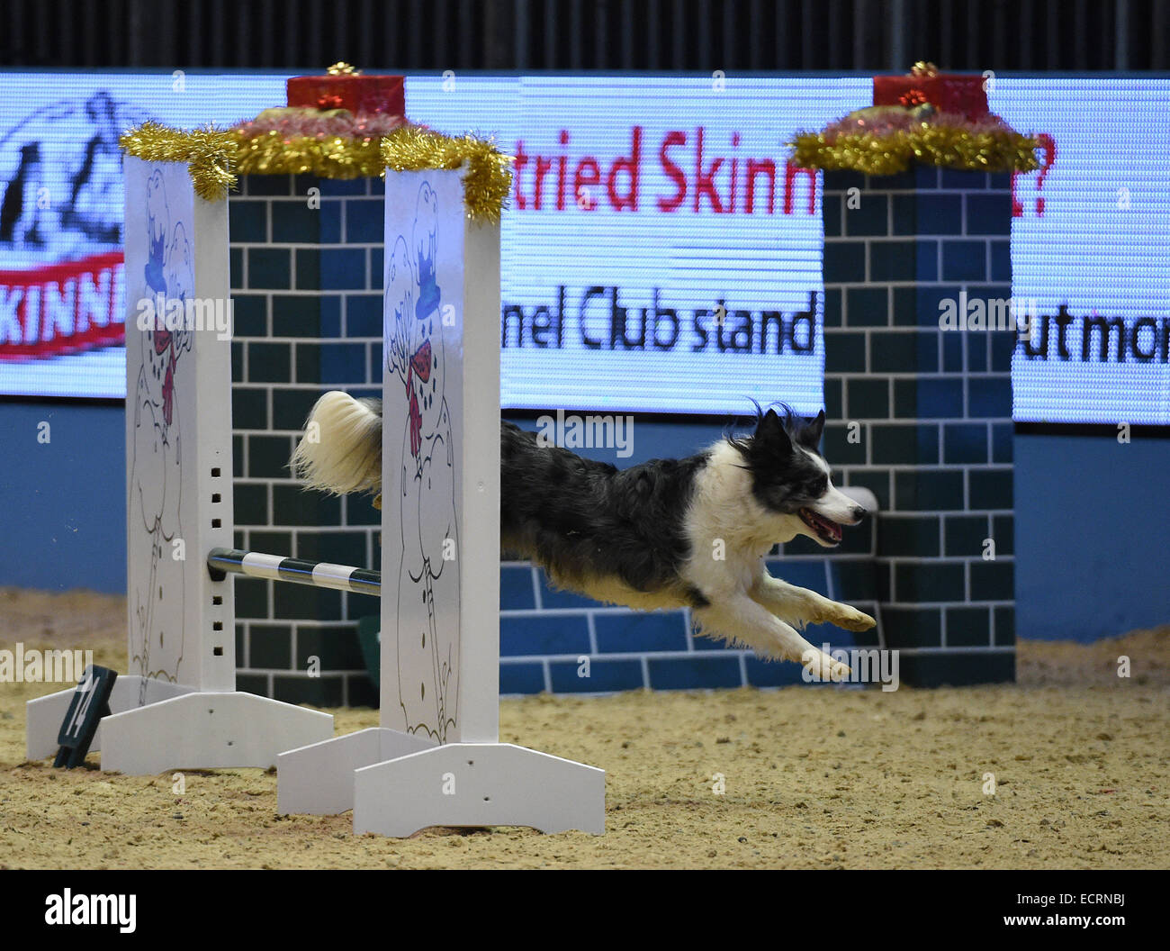 London, UK. 18th Dec, 2014. Olympia London Horse Show. Kennel Club