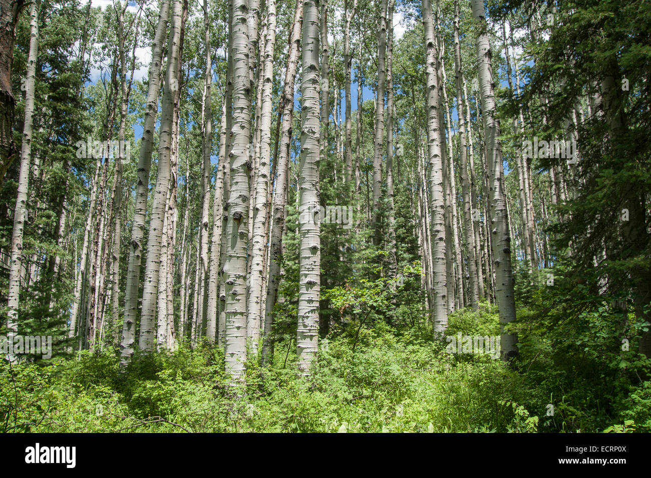 Aspen trees near Pagosa Springs, Colorado Stock Photo Alamy