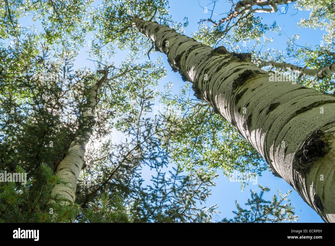 Aspen trees near Pagosa Springs, Colorado Stock Photo Alamy