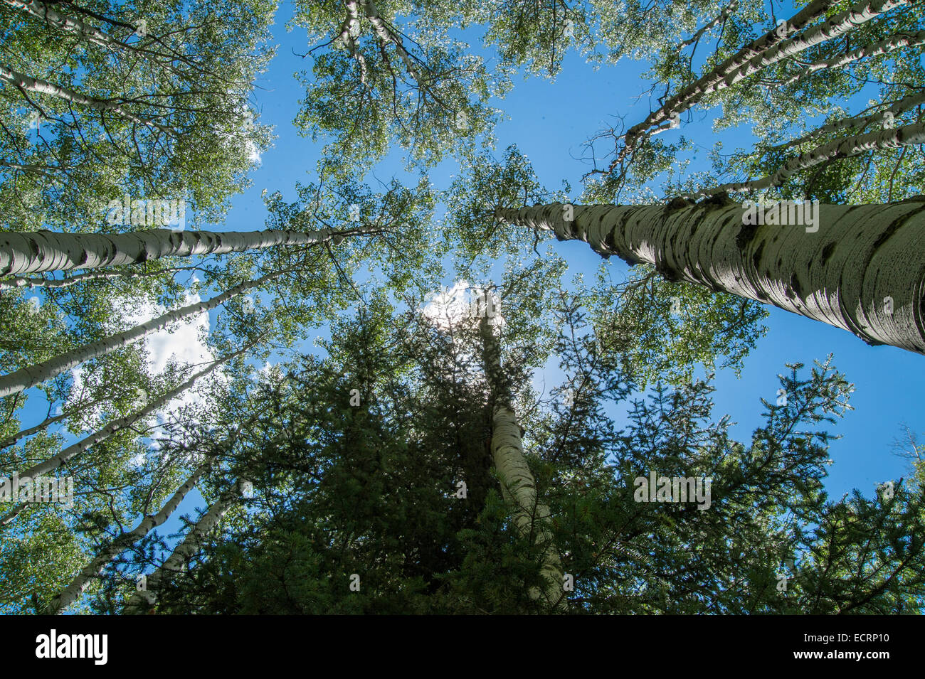 Aspen trees near Pagosa Springs, Colorado Stock Photo Alamy