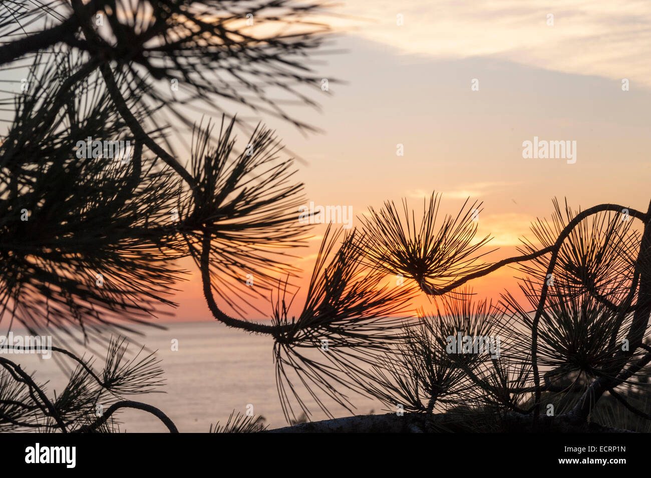 Silhouette of Torrey Pine branches against setting sun over Pacific Ocean at Torrey Pines State Park, California Stock Photo