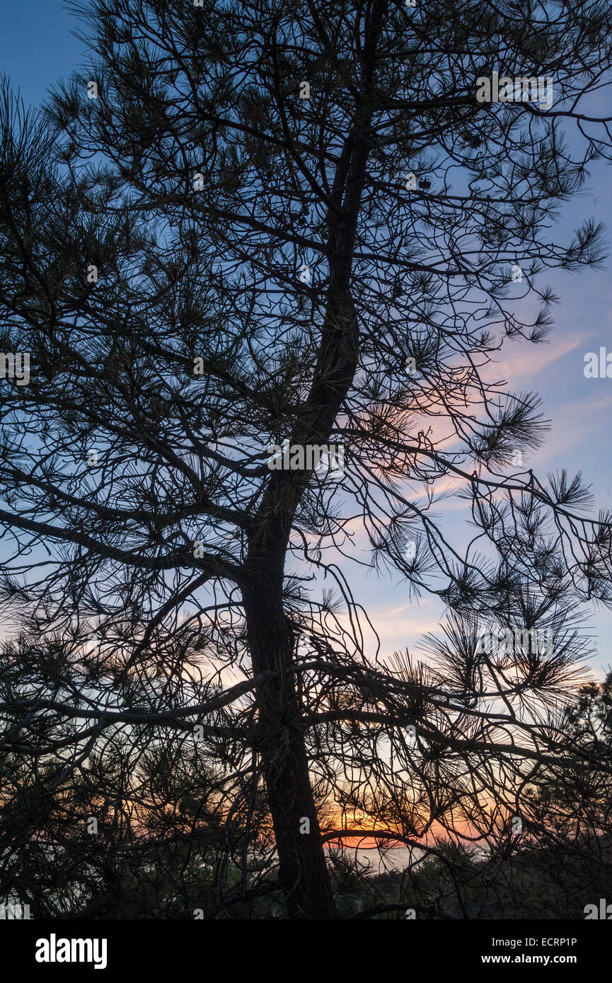 Silhouette of Torrey Pine tree branches against dusk sky Stock Photo