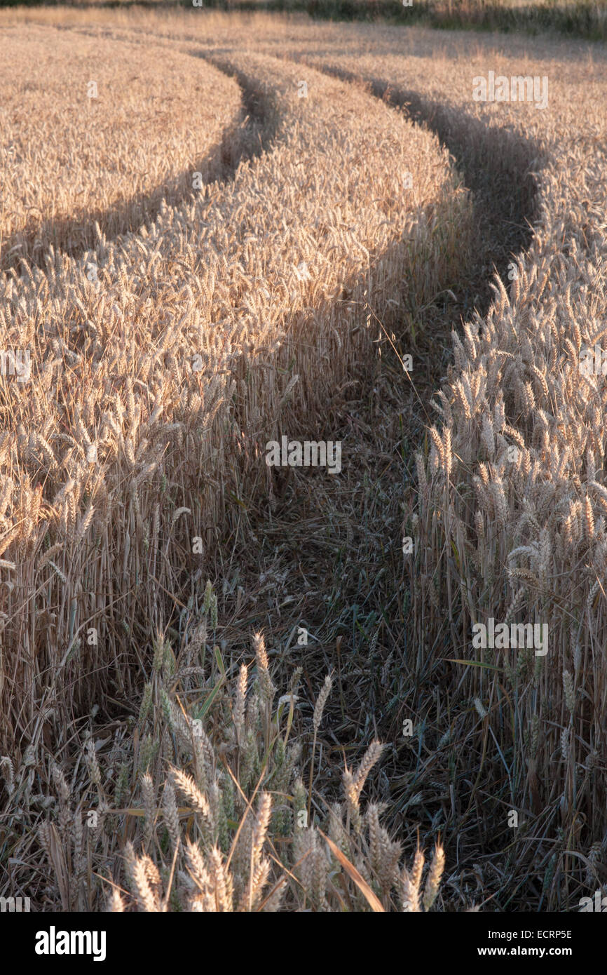 Tracks in a wheat field Stock Photo - Alamy