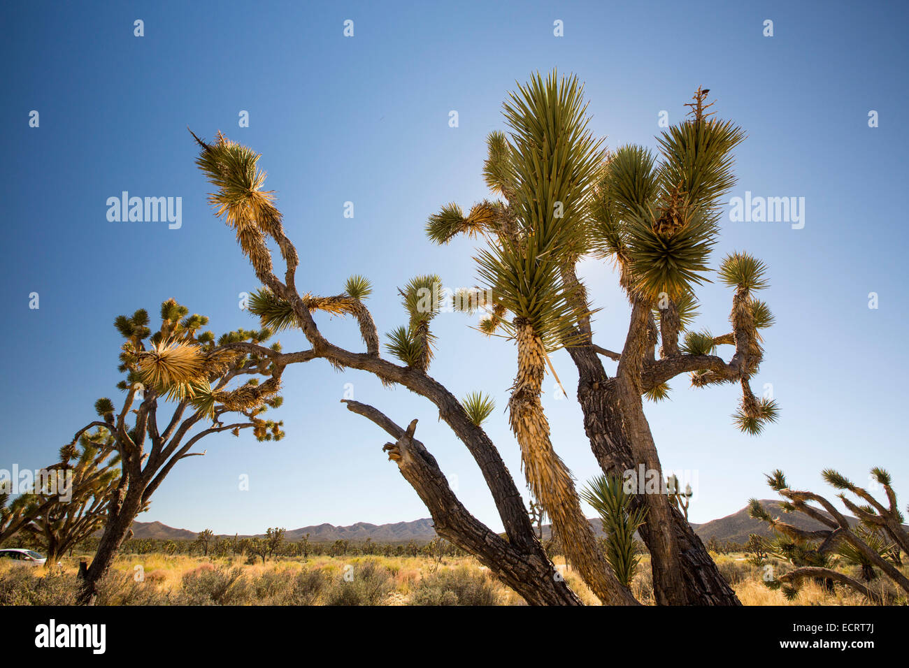 Joshua Trees, Yucca brevifolia in the Wee Thump Joshua Tree
