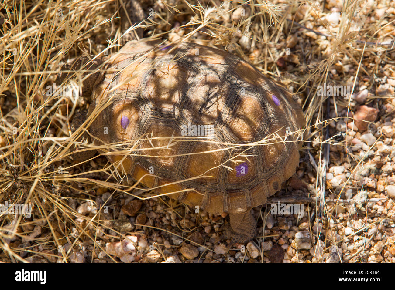 Desert Tortoise being conserved at the Ivanpah solar power station, California, USA. Stock Photo