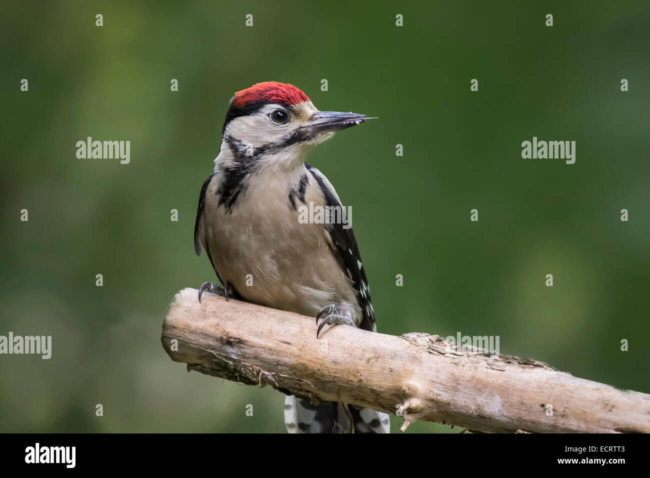 Juvenile woodpecker perched on a branch against a plain natural background Stock Photo