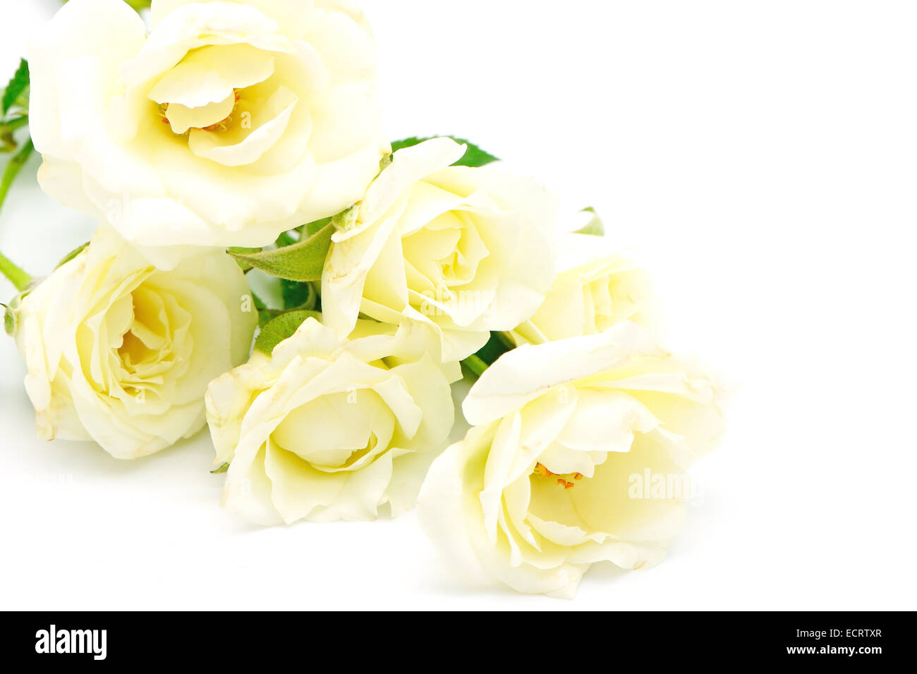 Beautiful pale yellow rose on white background Stock Photo