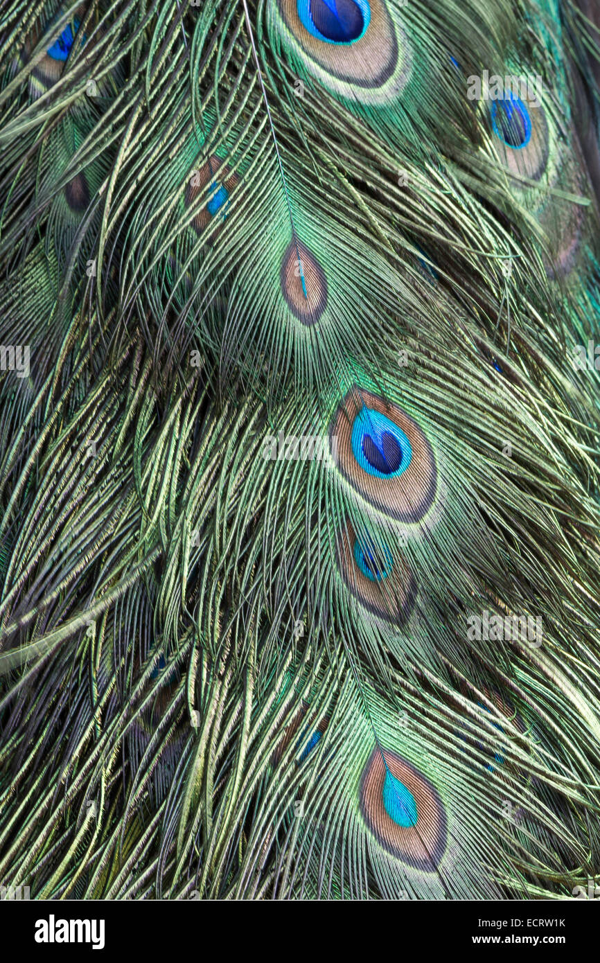 Green and blue bird plumage, green peacock feathers, texture background Stock Photo