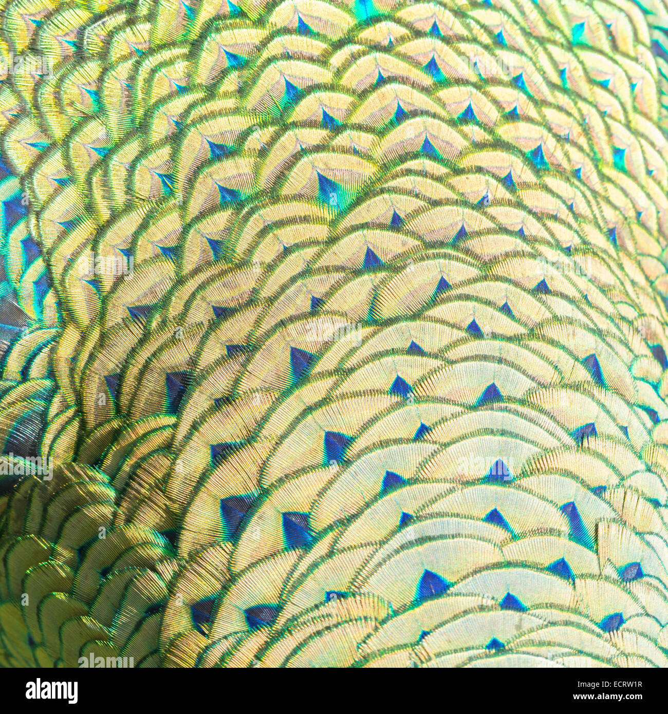 Green and blue bird plumage, green peacock feathers, texture background Stock Photo