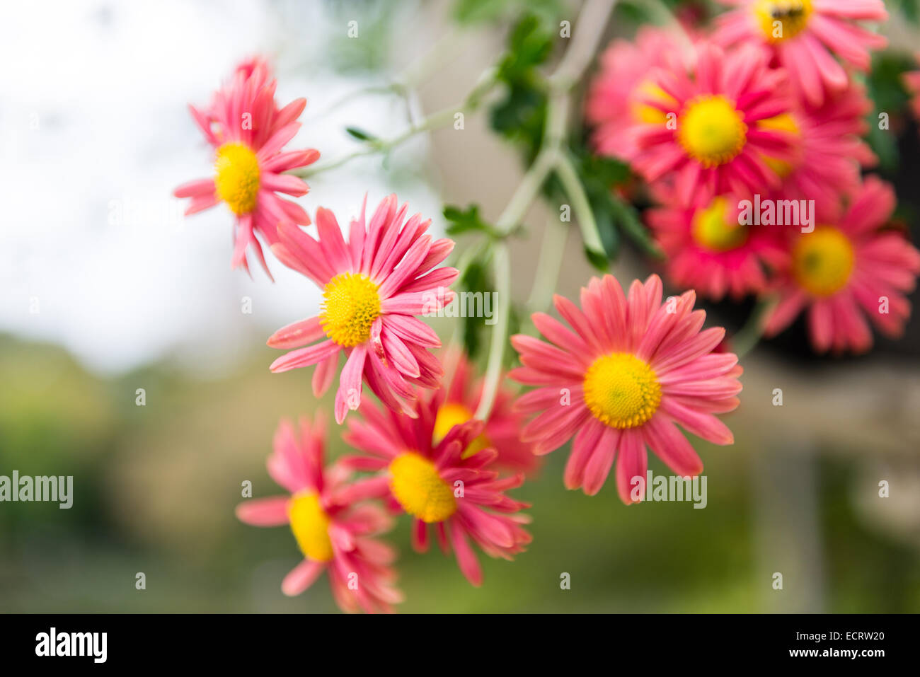 Colorful flowers in a corner at Central Park, Manhattan, New York City, New York, USA. Stock Photo