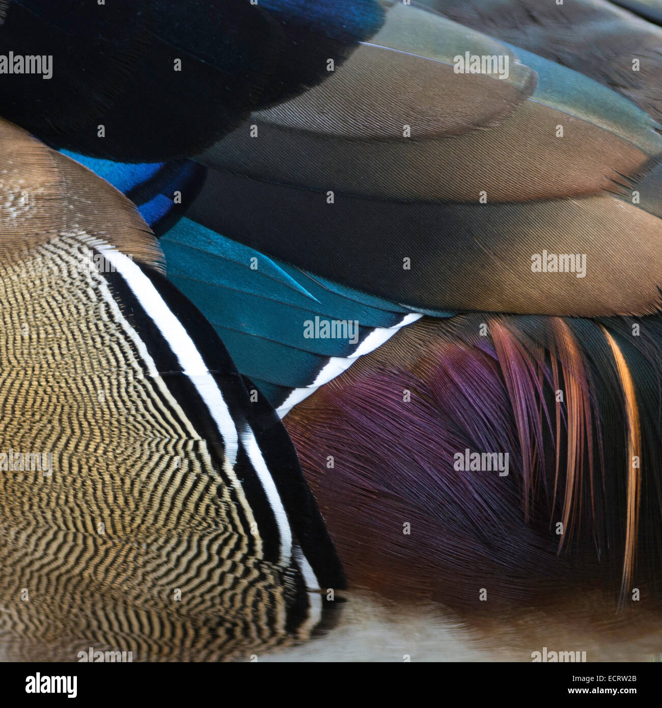Duck feathers, male Wood Duck (Aix sponsa) feathers, texture background